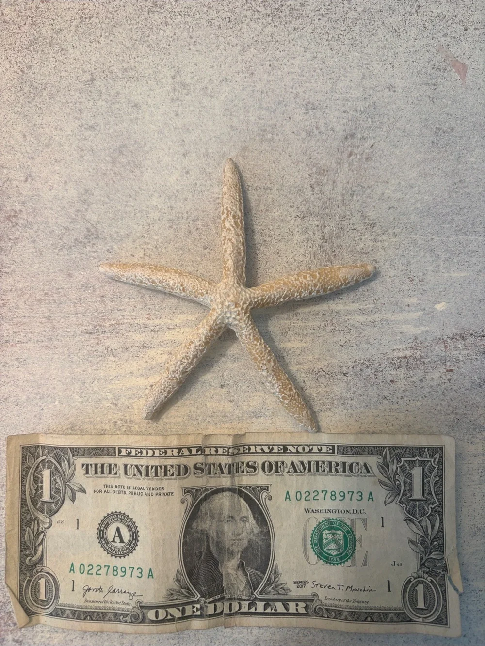 Coastal Starfish Wall Decor Set in Beige & Gray 7 in total